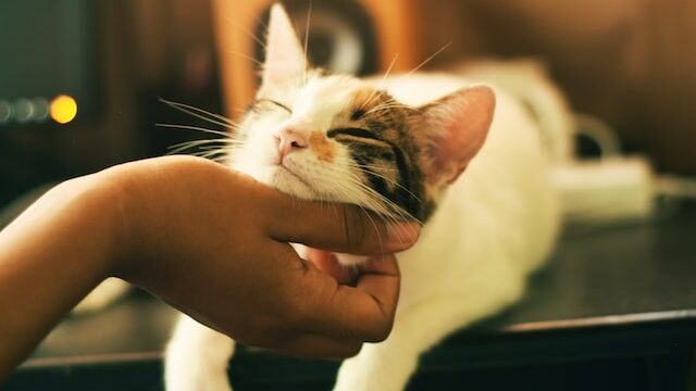 京都 四条河原町 かわいい猫と出会える猫カフェ7選 Kyoto Info